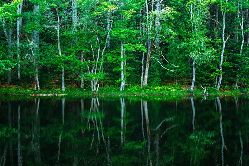 Mastering SaaS Reverse Trials: A Comprehensive Guide